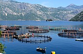 Muschelbänke bei Prcanj, innere Bucht von Kotor, Montenegro