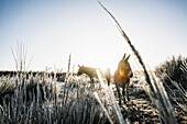Donkeys in sunny, cold winter rural field