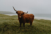 Portrait horned brown Highland Cow on grassy cliff above ocean beach, Isle of Harris, Scotland