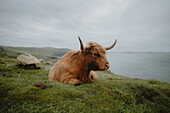 Brown, horned Highland Coo laying on grassy cliff above ocean, Isle of Lewis, Scotland