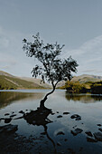 Silhouetted lone tree growing in tranquil lake, Llyn Padarn, Snowdonia, Wales