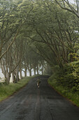 Man jogging on wet, tranquil, green treelined road, Cardoness, Dumfries and Galloway, Scotland