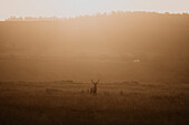 Buck standing in tranquil, golden grassy field at sunrise, Baslow, Derbyshire, England