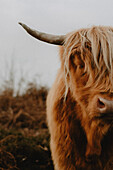Close up portrait beautiful brown Highland Cow, Baslow, Derbyshire, England