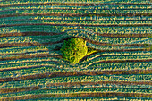 Einsamer Baum unter gestreifter grüner Ernte, Auvergne, Frankreic, Luftaufnahme