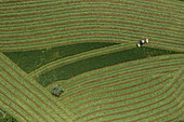 Aerial view tractor harvesting line pattern in green hay crop, Auvergne, France