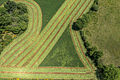 Geerntete Heureihen in sonniger grüner Landschaft, Auvergne, Frankreich, Luftaufnahme