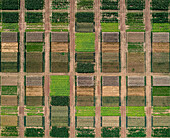 Aerial drone POV green and brown crop landscape forming pattern