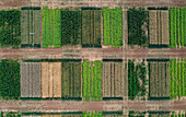 Aerial drone POV green crop patches forming pattern in agricultural field