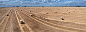 Harvested, rolled hay bales in sunny rural field