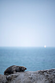 A gray seal on the North Sea beach