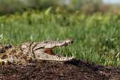 Westafrikanisches Krokodil, Uganda, Afrika