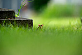 Ein Feldhamster versteckt sich im Gras