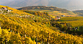 Vineyards near village Spitz in the Wachau. The Wachau is a famous vineyard and listed as Wachau Cultural Landscape as UNESCO World Heritage. Austria (Large format sizes available)