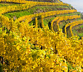 Weinberge in der Nähe des Dorfes Spitz in der Wachau. Die Wachau ist ein berühmtes Weinbaugebiet und gehört als Kulturlandschaft Wachau zum UNESCO-Welterbe. Österreich (Großformate verfügbar)