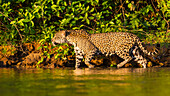 Brasilien. Ein weiblicher Jaguar (Panthera onca), ein Apex-Raubtier, das an den Ufern eines Flusses im Pantanal jagt, dem größten tropischen Feuchtgebiet der Welt, UNESCO-Weltkulturerbe.