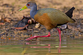 Brazil. Grey-necked wood rail (Aramides cajaneus) is a bird commonly found in the Pantanal, the world's largest tropical wetland area, UNESCO World Heritage Site.