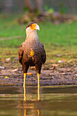 Brasilien. Schopfkarakara (Caracara plancus) ist ein Greifvogel, der mit Falken verwandt ist und hier im Pantanal, dem größten tropischen Feuchtgebiet der Welt, UNESCO-Weltkulturerbe, gezeigt wird.