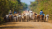 Brazil. Panateros, Brazilian cowboys, drive cattle along the Rodovia Transpanateira, the only road into the Pantanal, the world's largest wetland, UNESCO World Heritage Site.