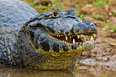 Brasilien. Ein Brillenkaiman (Caiman crocodilus), der häufig im Pantanal vorkommt, dem größten tropischen Feuchtgebiet der Welt, UNESCO-Weltkulturerbe.