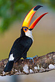 Brazil. Toco Toucan (Ramphastos toco albogularis) is a bird with a large colorful bill, commonly found in the Pantanal, the world's largest tropical wetland area, UNESCO World Heritage Site.