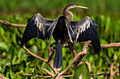 Brazil. An anhinga (Anhinga anhinga) drying its wings in the sun, found in the Pantanal, the world's largest tropical wetland area, UNESCO World Heritage Site.