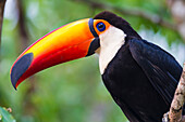Brasilien. Riesentukan (Ramphastos toco albogularis) ist ein Vogel mit einem großen bunten Schnabel, der häufig im Pantanal, dem größten tropischen Feuchtgebiet der Welt, UNESCO-Weltkulturerbe, vorkommt.