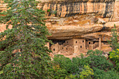 USA, Colorado. Mesa Verde National Park. Spruce Tree House Ruins, was constructed by Ancestral Puebloans between 1211 and 1278 CE. The dwelling contains about 130 rooms.