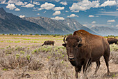 Büffel. Grand-Teton-Nationalpark, Wyoming.