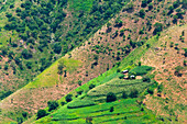Village house and farmland on mountain slope, Simien Mountain, Ethiopia