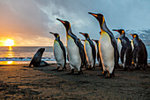 South Georgia Island, Gold Harbor. King penguins and fur seal on beach at sunrise