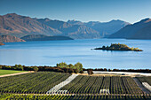 Neuseeland, Südinsel, Otago, Wanaka, Weinberg am Lake Wanaka