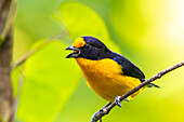 Caribbean, Trinidad, Asa Wright Nature Center. Euphonia bird on limb calling