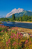 Canada, Alberta, Kananaskis Country. Landscape with mountain, stream and fireweed flowers.