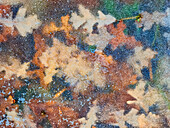 Canada, Manitoba, Winnipeg. Autumn leaves frozen in ice
