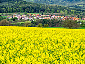 Tschechische Republik. Rapsfeld mit kleinem Dorf im Hintergrund.
