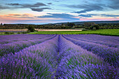 Frankreich, Provence, Salz, Lavendelfeld in voller Blüte