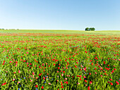 Field With Poppy And Cornflowers In The Usedomer Schweiz On The Island Of Usedom. Germany, Mecklenburg-Western Pomerania