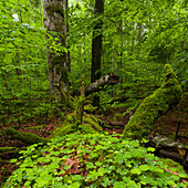 Primeval forest in the National Park Bavarian Forest (Bayerischer Wald), near village Zwieslerwaldhaus. Europe, Germany, Bavaria