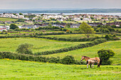 Irland, County Clare, Killrush, Landschaft mit Pferden