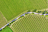 Italy, Valpolicella vineyards