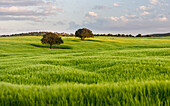 Landscape with fields of grain near Mertola in the nature reserve Parque Natural do Vale do Guadiana, Portugal, Alentejo