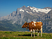 Switzerland, Bern Canton, Mannlichen area, Swiss cows in alpine setting, Wetterhorn in background
