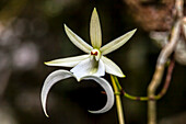 A rare Ghost orchid grows only in swamps in south Florida.