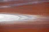 Bolivia, Atacama Desert, Laguna Colorada, Red Lake. The red lake is shallow and tinted red by algae and volcanic sediment and is a good feeding area for flamingos.