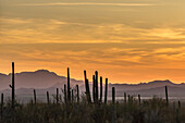 USA, Arizona, Tucson-Gebirgspark. Sonora-Wüste bei Sonnenuntergang