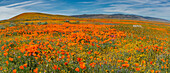 USA. Lancaster, California. Panoramic Landscape of California poppies and Goldfield wildflowers