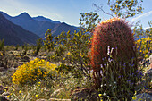 Wildblumen, Anza Borrego Desert State Park, Kalifornien