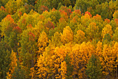 USA, Colorado, Rocky Mountains. Espen in Herbstfärbung