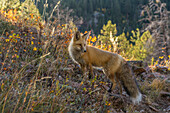 USA, Colorado, Gunnison National Forest. Red fox and scenic